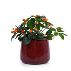 Bean Paste Red 4-Piece Ceramic Planter Pot Set with Drainage Hole - Indoor Outdoor