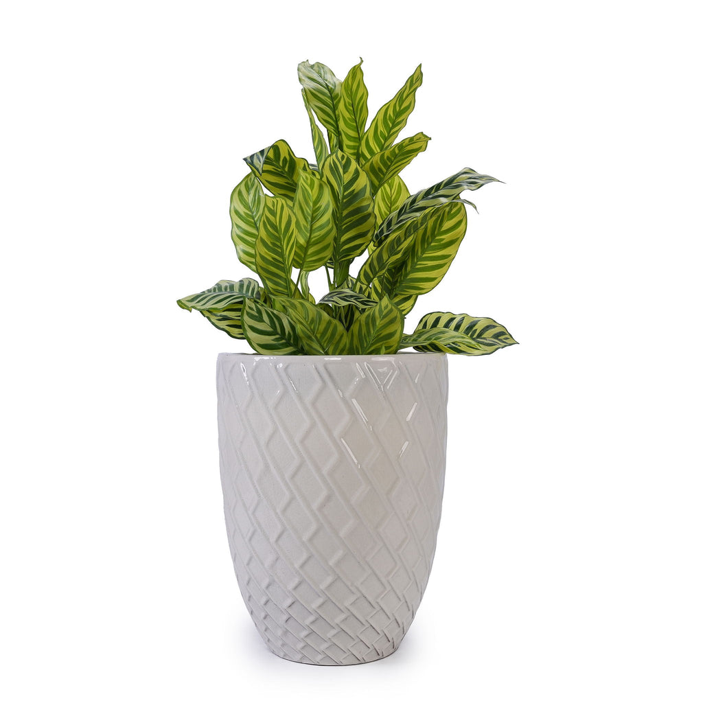 Ceramic Planter with Drainage Hole - White or Light Blue