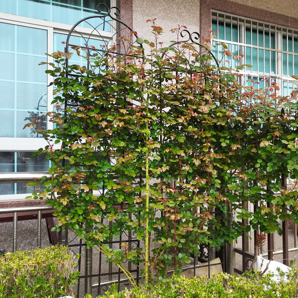 Metal Garden Rustproof Trellis for Climbing Plants – Outdoor Flower Support