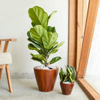 10" Dark Wood Plastic Self-Watering Planter Pot 2-Pack with Self-Watering System - Dark Wood