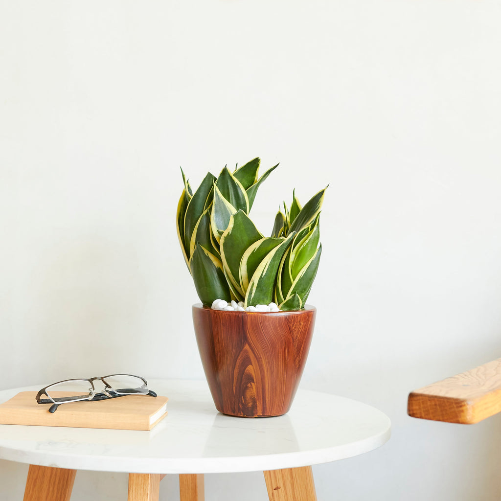 10" Dark Wood Plastic Self-Watering Planter Pot 2-Pack with Self-Watering System - Dark Wood