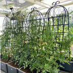 Metal Garden Rustproof Trellis for Climbing Plants – Outdoor Flower Support