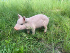 Cheerful Beige Pig Garden Statue with Weather-Resistant Finish - Beige