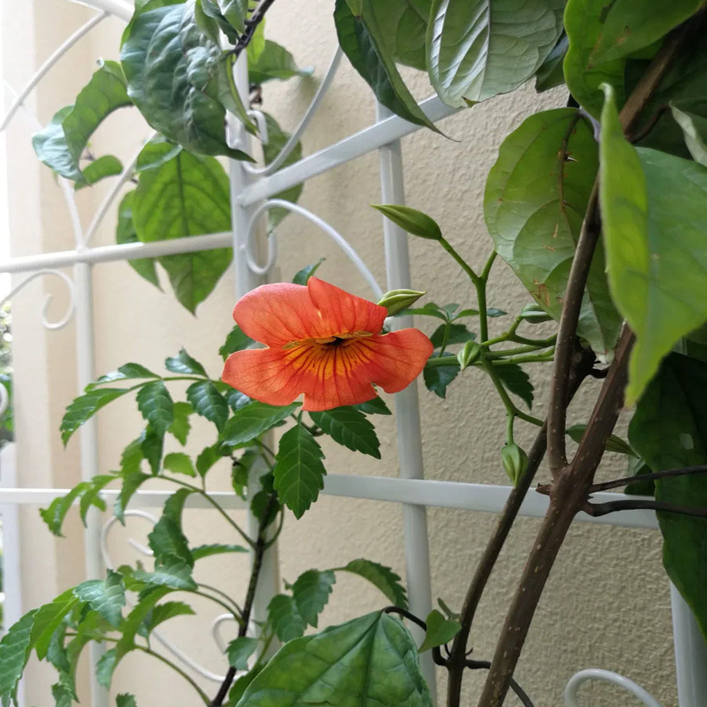 Metal Garden Rustproof Trellis for Climbing Plants – Outdoor Flower Support