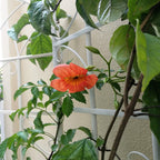 Metal Garden Rustproof Trellis for Climbing Plants – Outdoor Flower Support