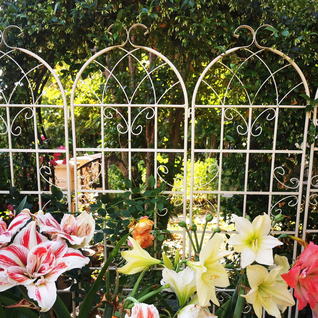 Metal Garden Rustproof Trellis for Climbing Plants – Outdoor Flower Support