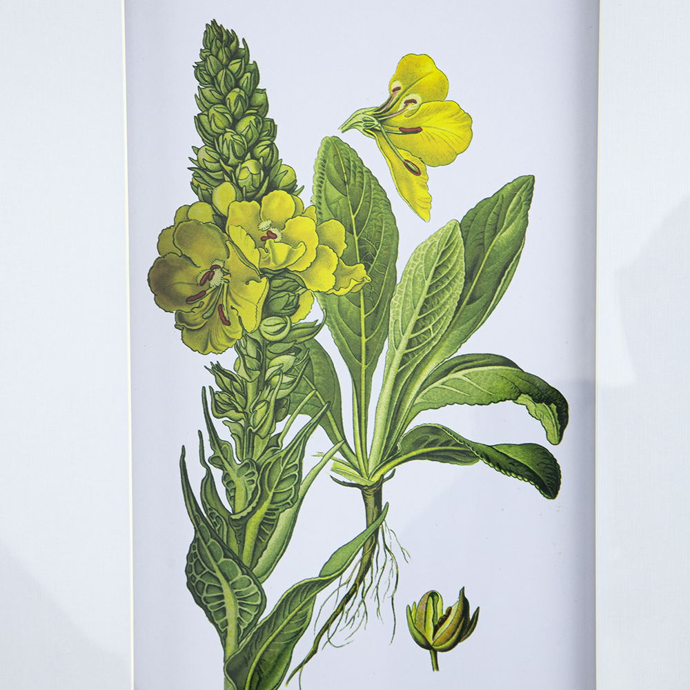 Botanical Flower Wall Art Set of 4 with Framed Prints - White / Blue