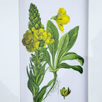 Botanical Flower Wall Art Set of 4 with Framed Prints - White / Blue