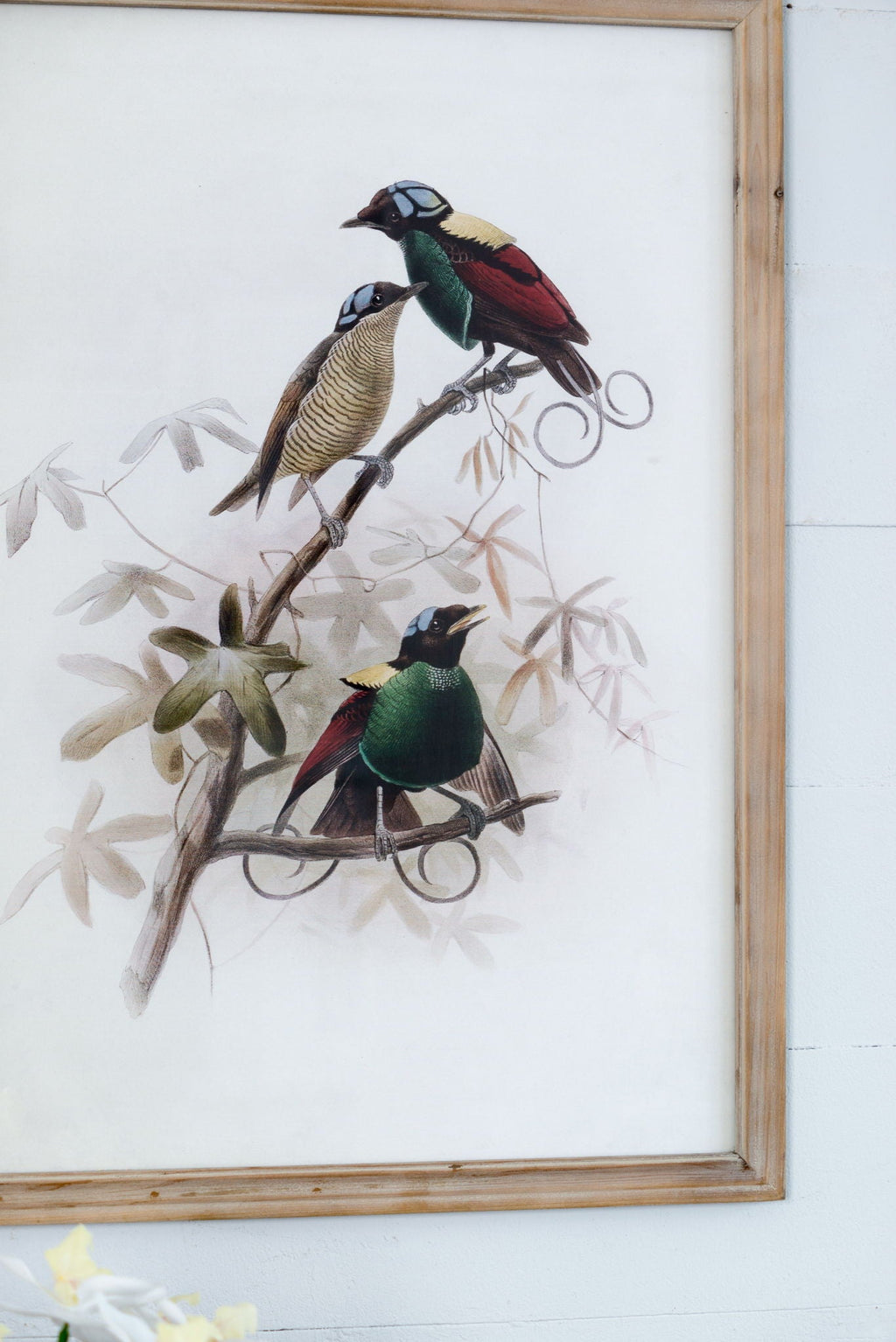 Bird Framed Print Set with Light Wood Frame - Multicolor