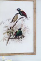Bird Framed Print Set with Light Wood Frame - Multicolor