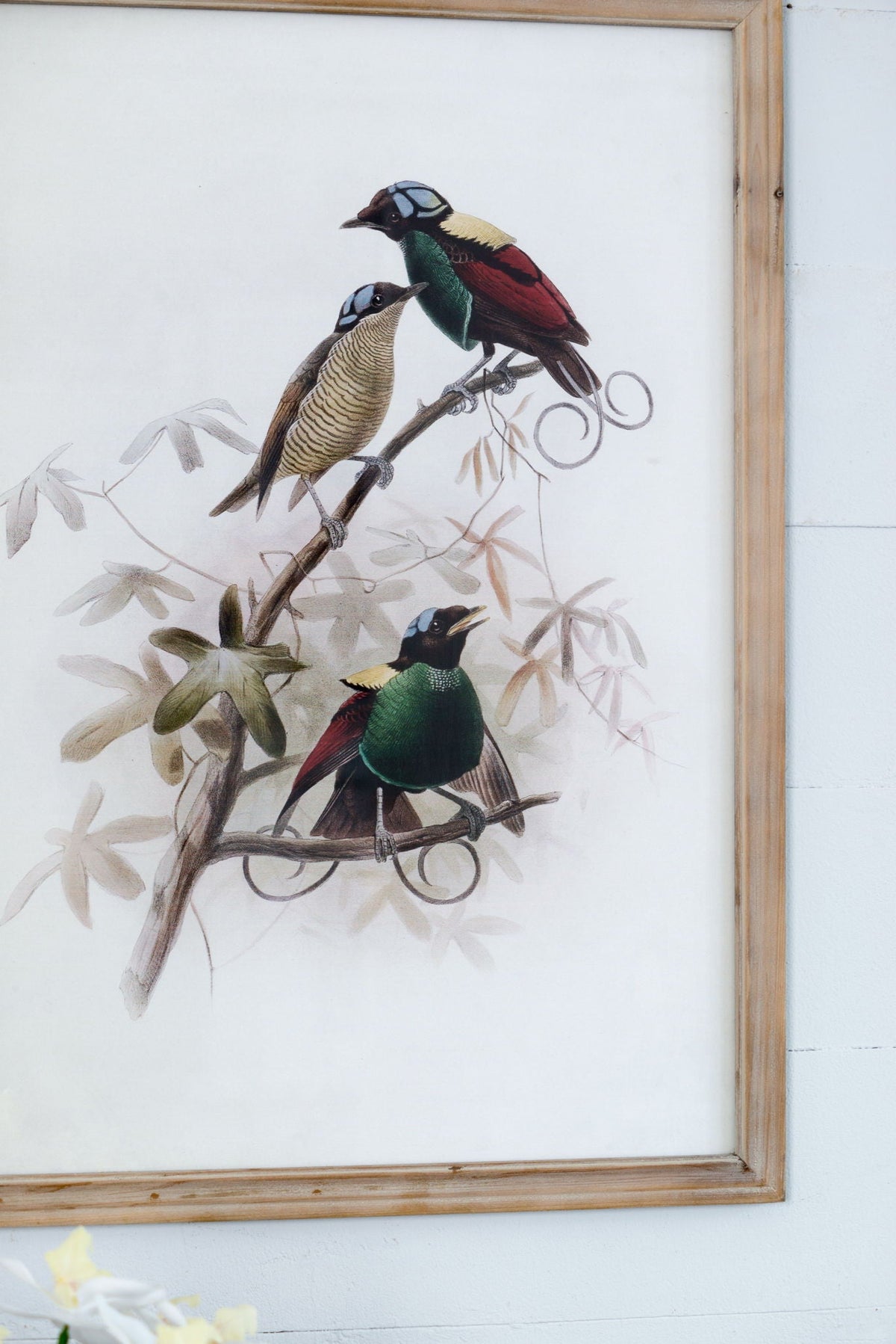 Bird Framed Print Set with Light Wood Frame - Multicolor