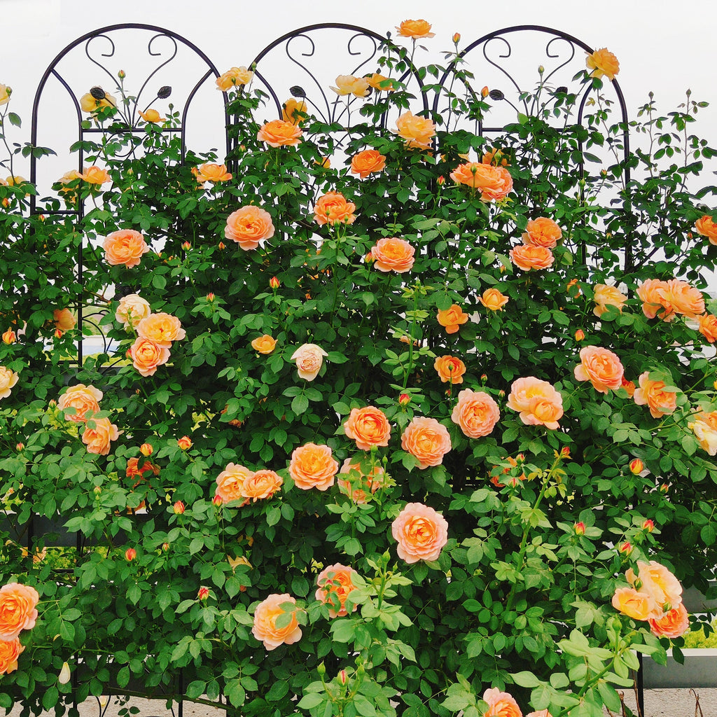 4 Pack Metal Garden Trellis with Decorative Peacock Design - Rustproof Iron