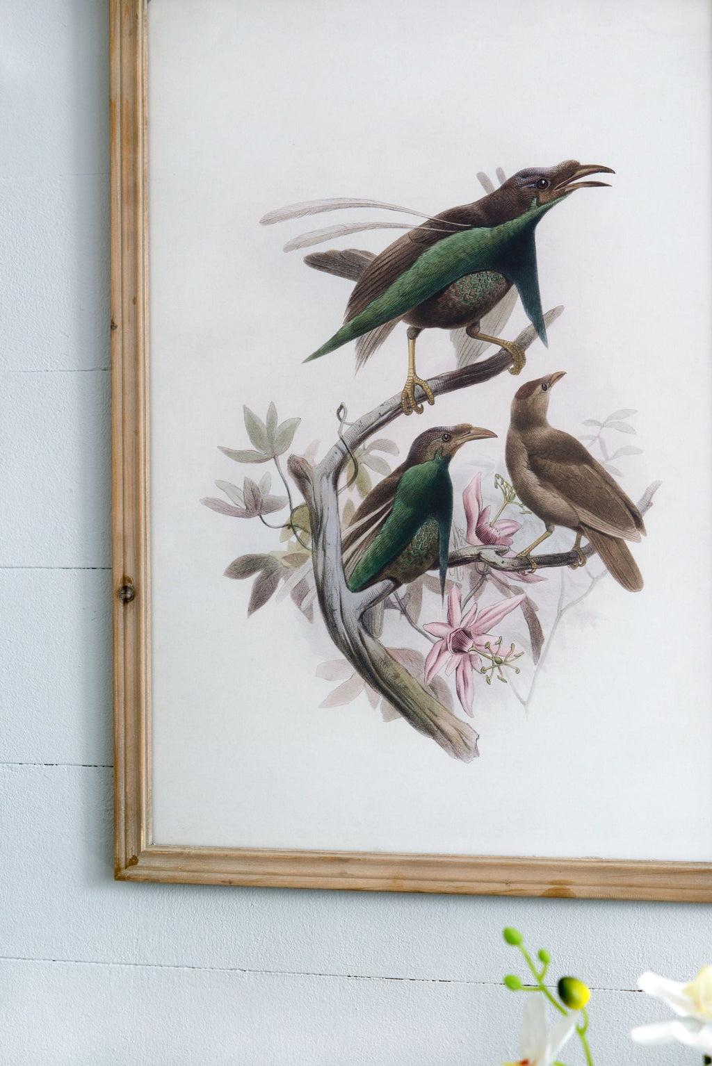 Bird Framed Print Set with Light Wood Frame - Multicolor
