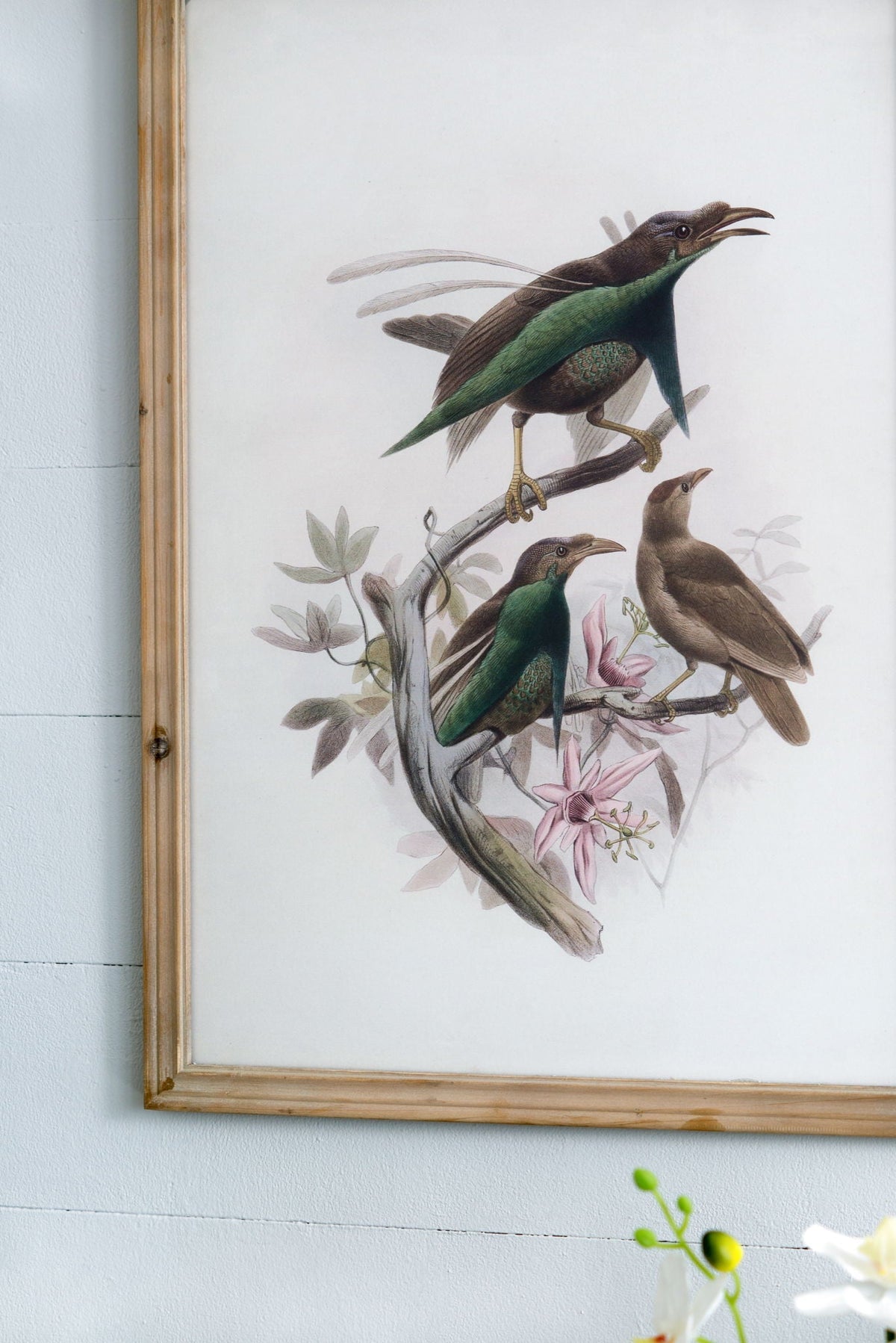 Bird Framed Print Set with Light Wood Frame - Multicolor