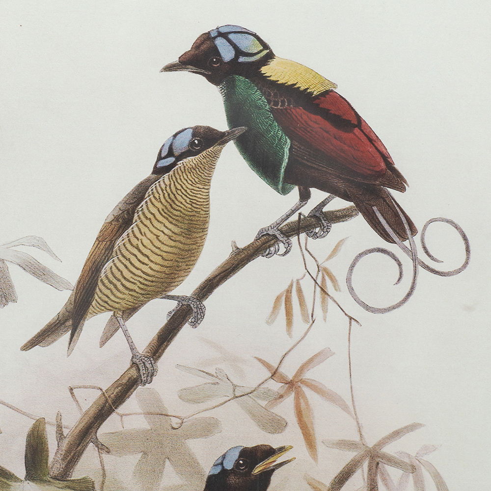 Bird Framed Print Set with Light Wood Frame - Multicolor