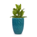 Ceramic Planter with Drainage Hole - White or Light Blue