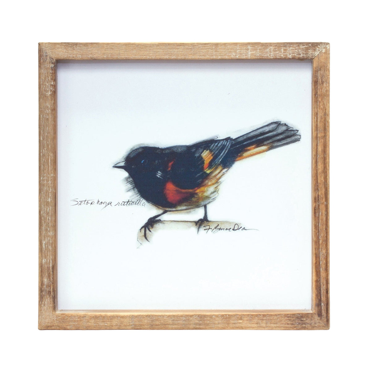 Wood Framed Bird Art Print (Set of 4)