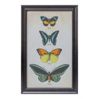 Framed Encyclopedia Butterfly Print Under Glass (Set of 2)