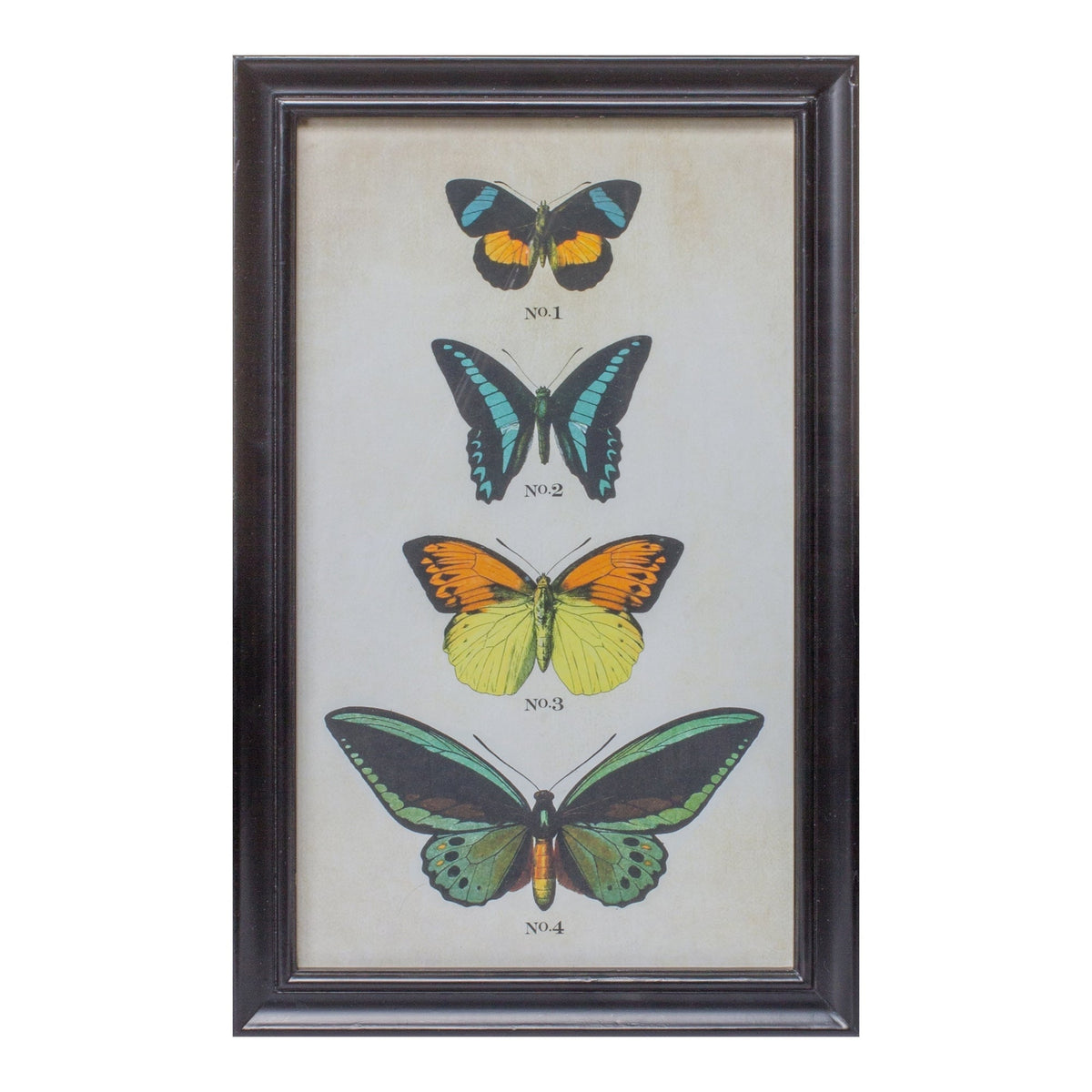 Framed Encyclopedia Butterfly Print Under Glass (Set of 2)