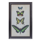 Framed Encyclopedia Butterfly Print Under Glass (Set of 2)