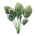 Prayer plant foliage bush (set of 6)
