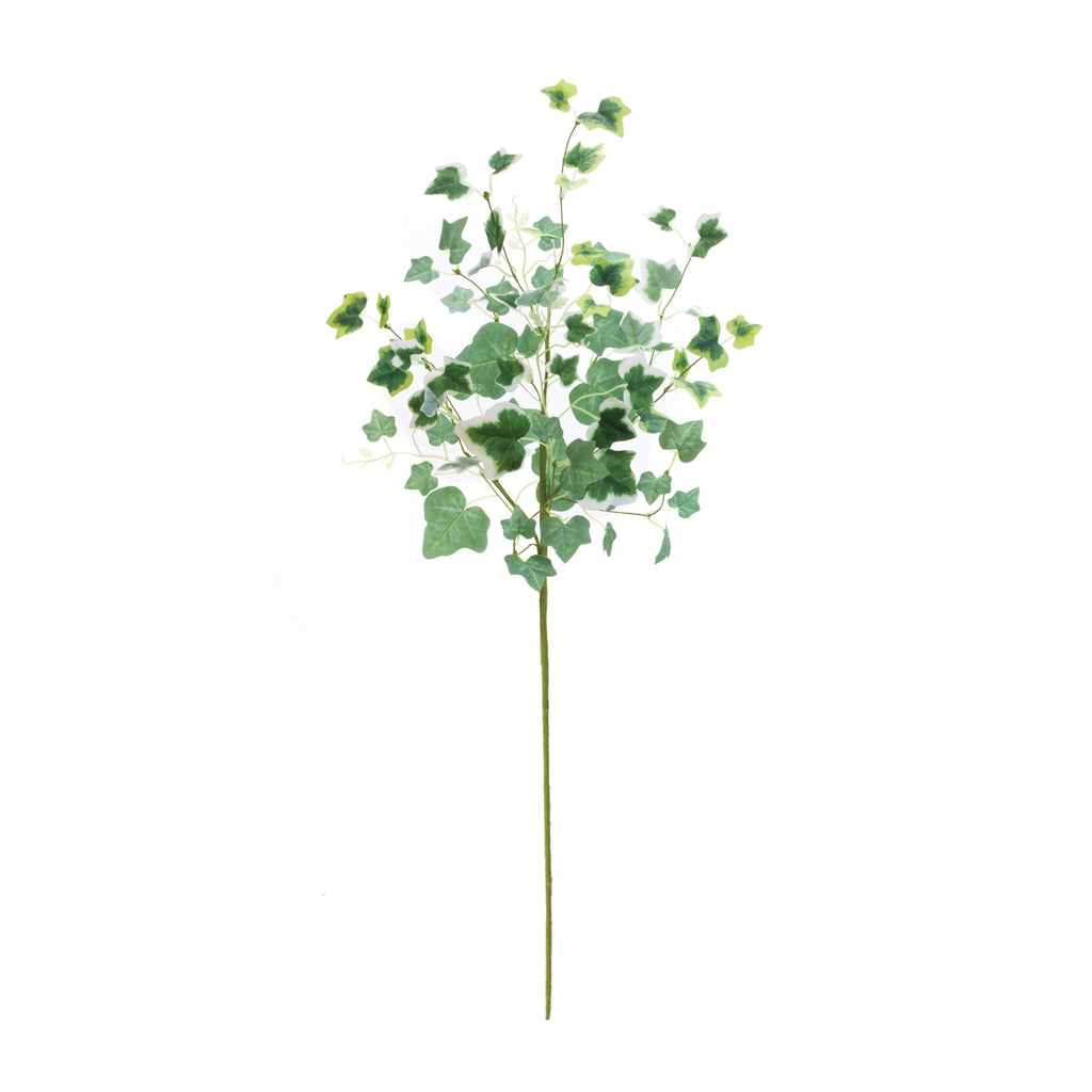Mixed ivy foliage bush (set of 2)