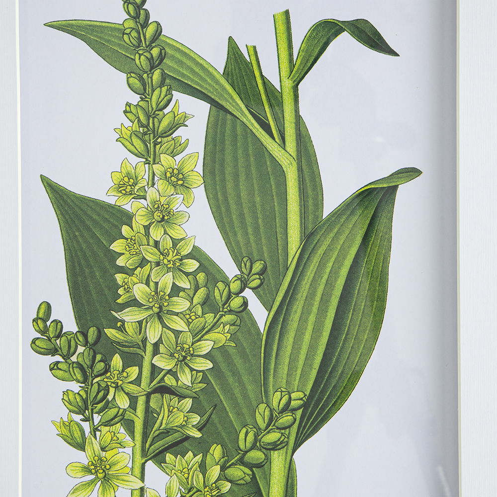 Botanical Flower Wall Art Set of 4 with Framed Prints - White / Blue