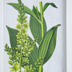 Botanical Flower Wall Art Set of 4 with Framed Prints - White / Blue