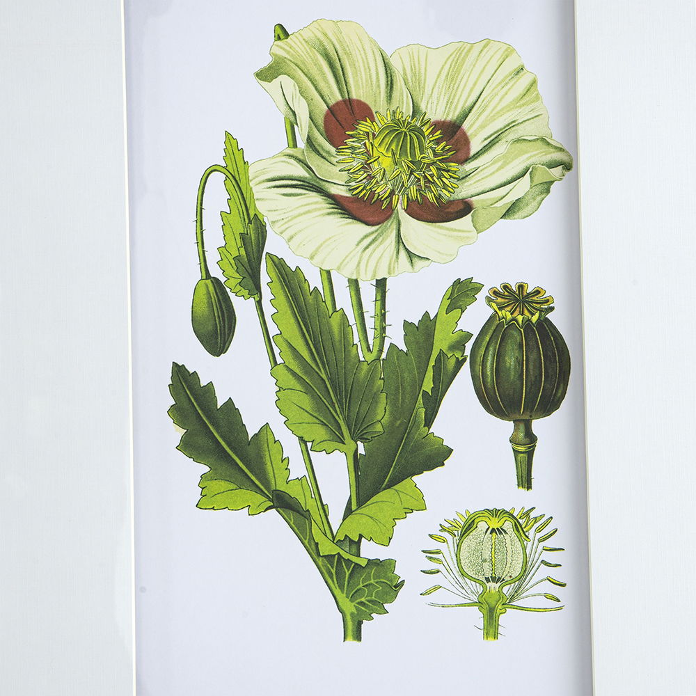 Botanical Flower Wall Art Set of 4 with Framed Prints - White / Blue