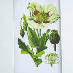 Botanical Flower Wall Art Set of 4 with Framed Prints - White / Blue