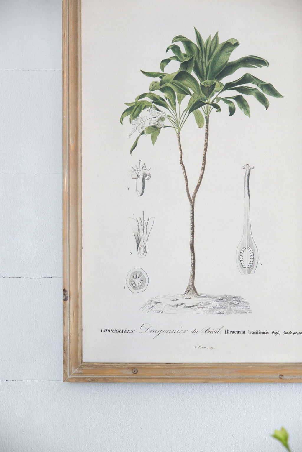 Tree Framed Print Set with Fir Wood Frames - Multicolor