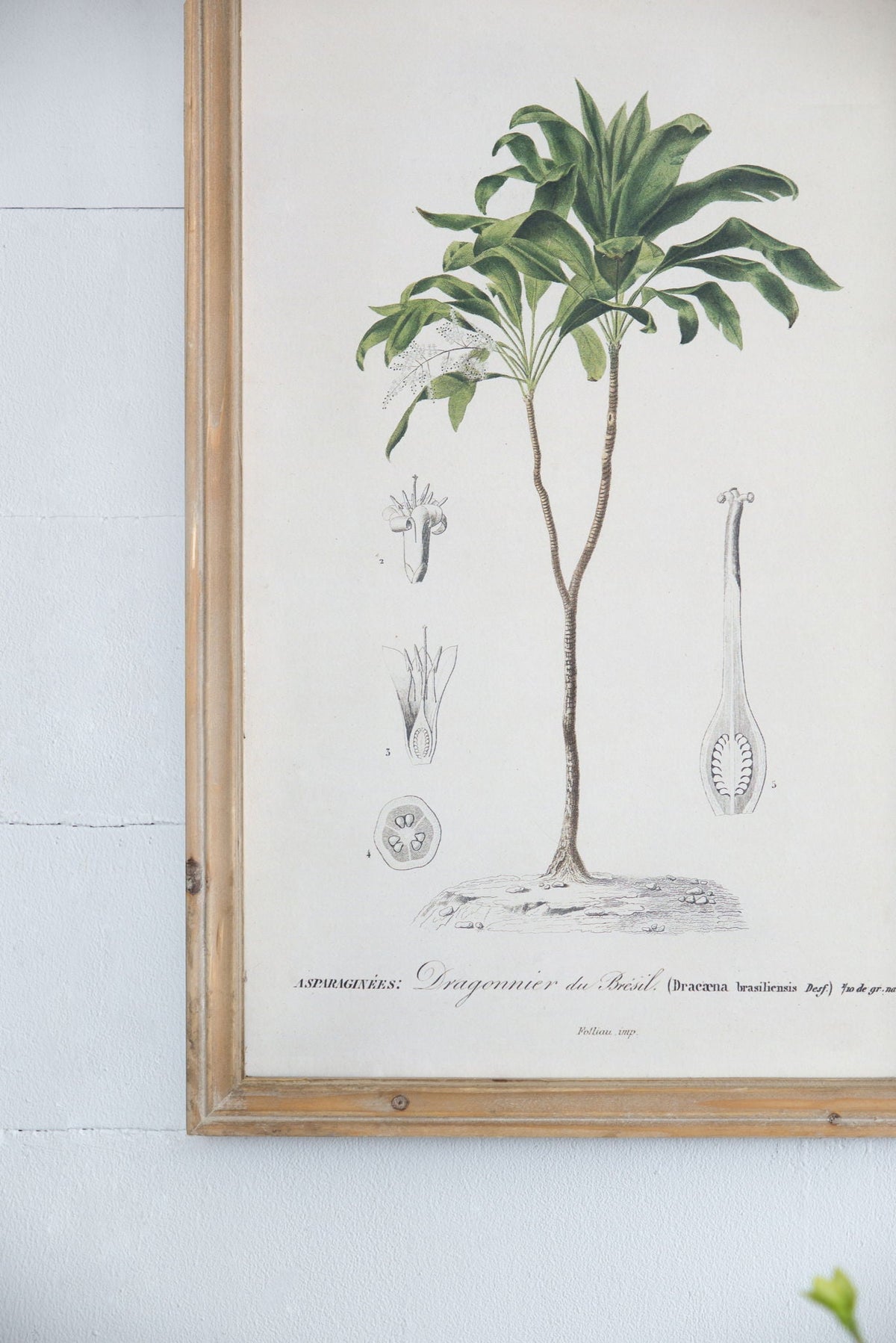 Tree Framed Print Set with Fir Wood Frames - Multicolor