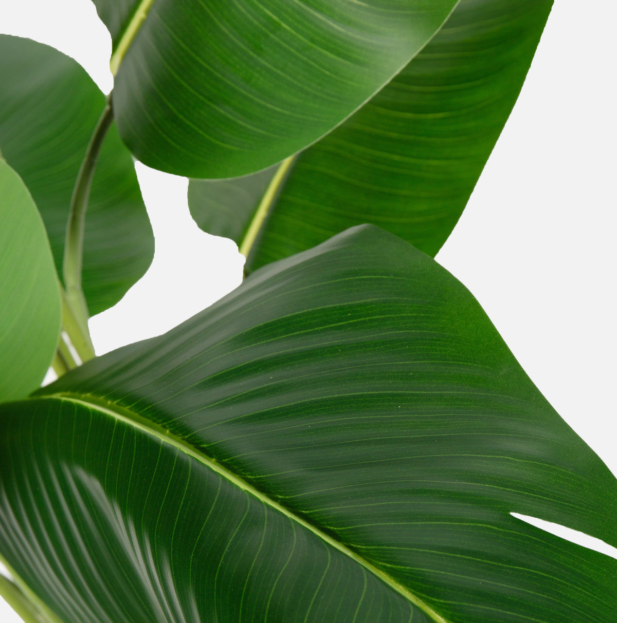 Bird of Paradise Artificial Plant with Faux Banana Leaves - 6 Ft Tall