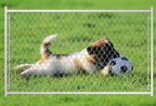 Adjustable Chain Link Walk Gate Kit with Heavy-Duty Construction - Silver