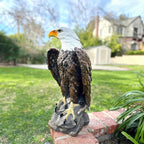 Large Standing Bald Eagle Garden Statue with Hand-Painted Detail - Brown