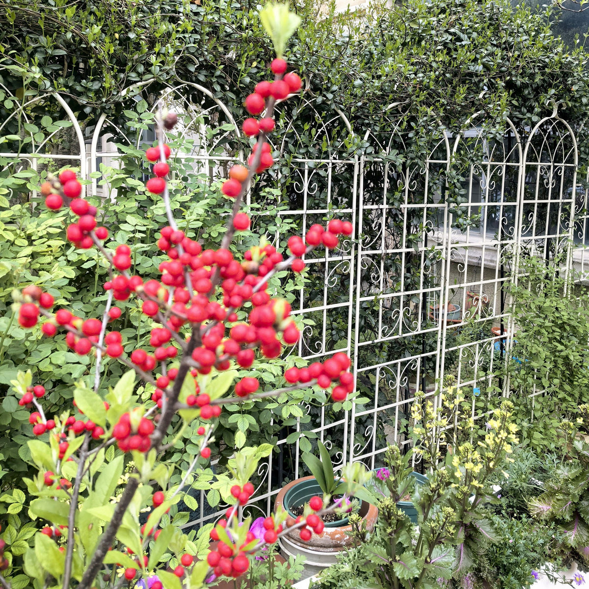 Metal Garden Rustproof Trellis for Climbing Plants – Outdoor Flower Support