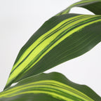 5' Artificial Dracaena Tree with Realistic Green Leaves - Green