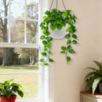 Self Watering Hanging Planter with Water Level Indicator - White, Black, or Dark Brown