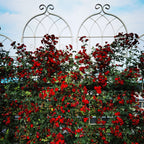 Metal Garden Rustproof Trellis for Climbing Plants – Outdoor Flower Support