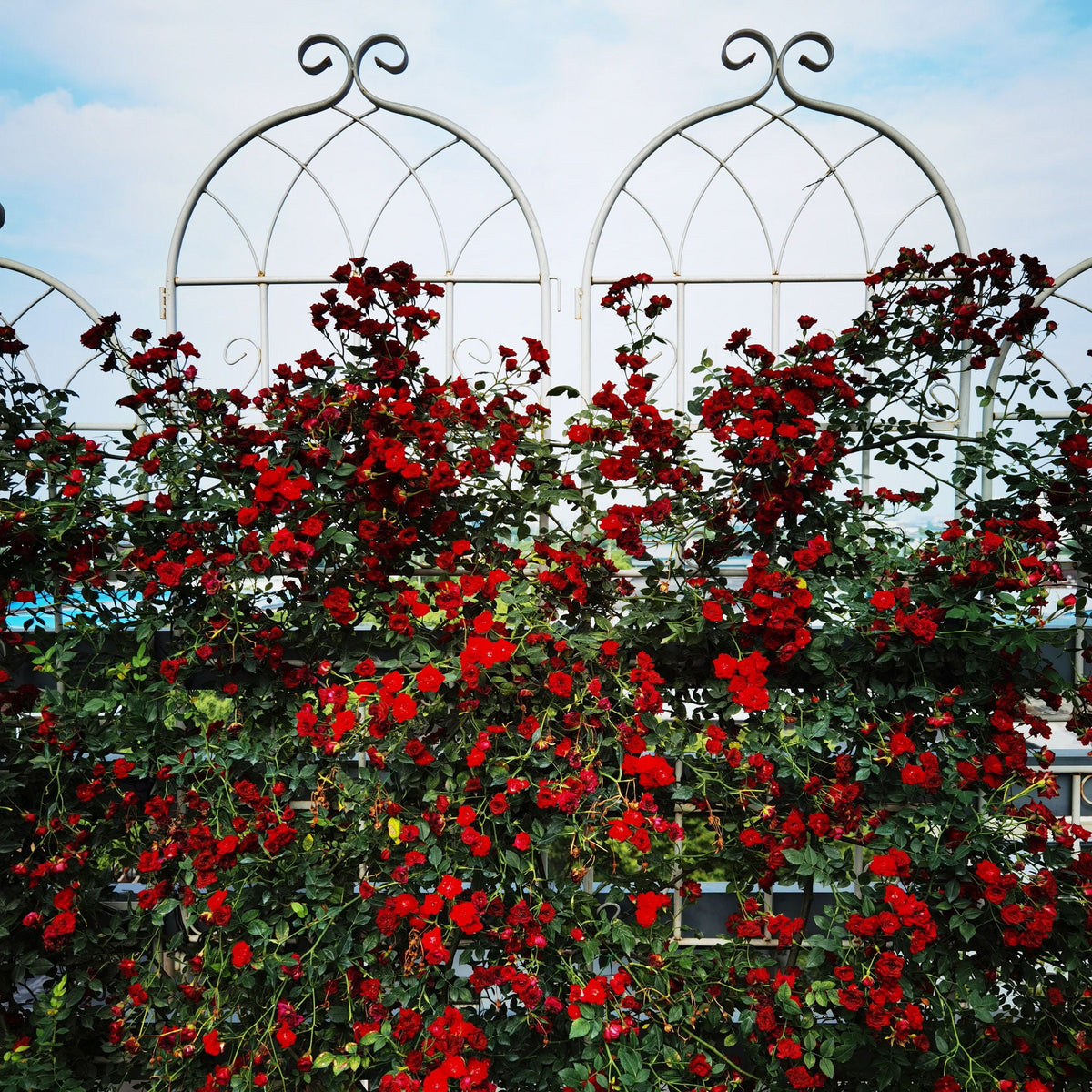Metal Garden Rustproof Trellis for Climbing Plants – Outdoor Flower Support