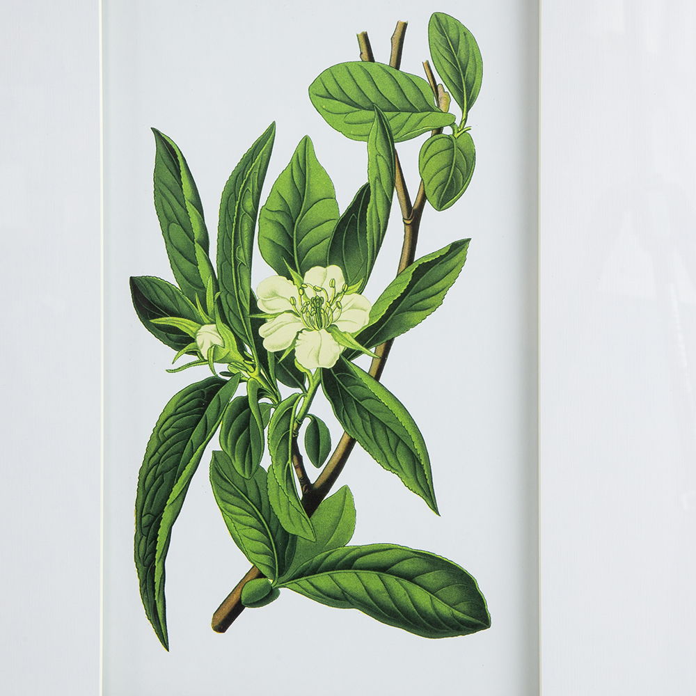 Botanical Flower Wall Art Set of 4 with Framed Prints - White / Blue